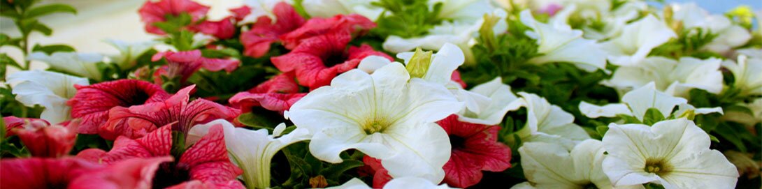 Украшаем_двор_цветами_петунии